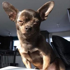 Meet your Posher, Paula